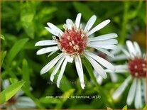 Aster ericoides &#39;Herbstmyrte&#39;