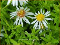 Aster ericoides &#39;Herbstmyrte&#39;