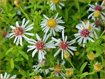 Aster ericoides &#39;Herbstmyrte&#39;