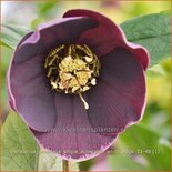 Helleborus orientalis &#39;Single Aubergine White Edge&#39;