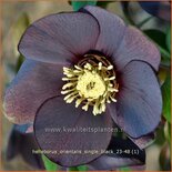 Helleborus orientalis &#39;Single Black&#39;