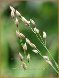 Melica uniflora albiflora