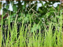 Melica uniflora albiflora
