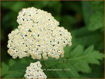 Tanacetum macrophyllum