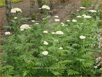 Tanacetum macrophyllum