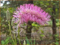 Sanguisorba hakusanensis
