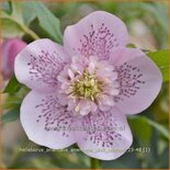 Helleborus orientalis &#39;Anemone Pink Spotted&#39;