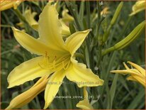 Hemerocallis citrina