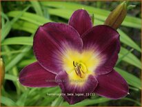 Hemerocallis 'Bela Lugosi'