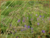 Calamagrostis varia