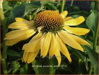 Echinacea purpurea 'Aloha'
