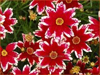Coreopsis 'Ruby Frost'
