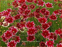 Coreopsis 'Ruby Frost'