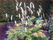 Actaea simplex &#39;Prichard&#39;s Giant&#39;