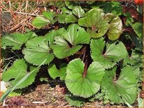 Ligularia dentata 'Moorblut'