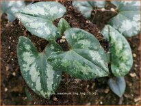 Asarum maximum 'Ling Ling'