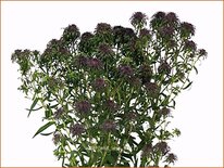 Aster &#39;Ann Leys&#39;