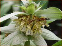 Monarda punctata