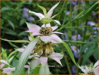 Monarda punctata