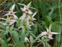 Monarda punctata