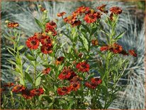 Helenium 'Hot Lava'