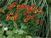 Helenium 'Hot Lava'