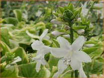 Hosta 'Fragrant Bouquet'