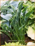 Hosta 'Praying Hands'