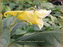 Impatiens omeiana &#39;Ice Storm&#39;