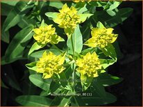 Euphorbia schillingii