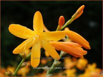 Crocosmia 'Norwich Canary'