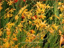 Crocosmia 'Norwich Canary'