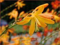 Crocosmia 'Norwich Canary'