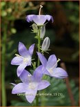 Campanula pyramidalis