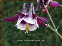 Aquilegia vulgaris &#39;William Guiness&#39;
