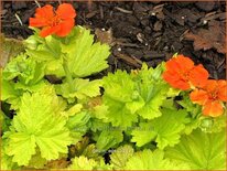 Geum 'Eos'