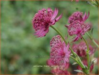 Astrantia major 'Venice'