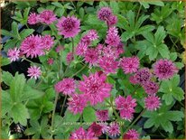 Astrantia major 'Venice'