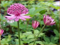 Astrantia major 'Venice'