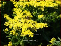 Solidago 'Sweety'