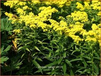 Solidago 'Sweety'