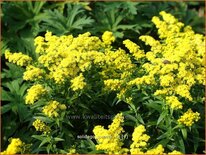 Solidago 'Sweety'
