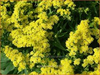 Solidago 'Sweety'