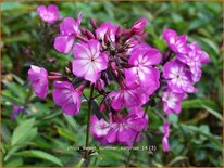Phlox &#39;Sweet Summer Surprise&#39;
