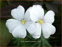 Linum perenne 'Diamant'