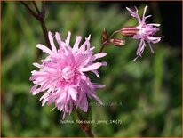 Lychnis flos-cuculi 'Jenny'