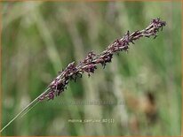 Molinia caerulea