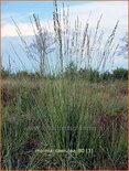 Molinia caerulea