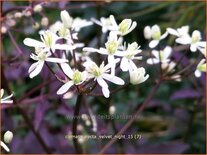Clematis recta &#39;Velvet Night&#39;
