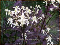 Clematis recta &#39;Velvet Night&#39;